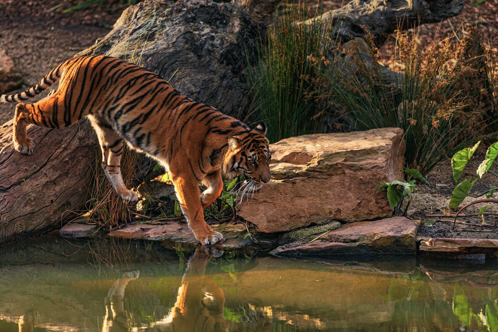 La tigre reale in Nepal