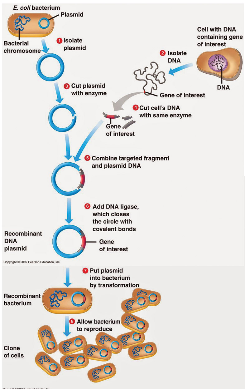 Gene Cloning Principle, and Technique Exam A2Z