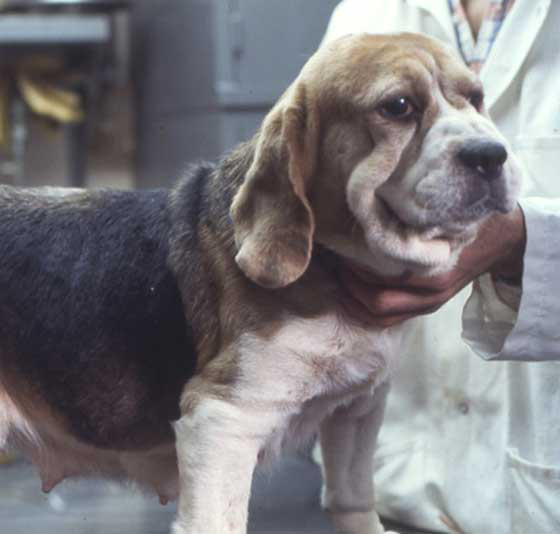 Perra Beagle mostrando cambios acromegálicos luego de recibir una dosis farmacológica alta experimental de 10 mg/kg de MPA cada 3 meses durante un período de 18 meses