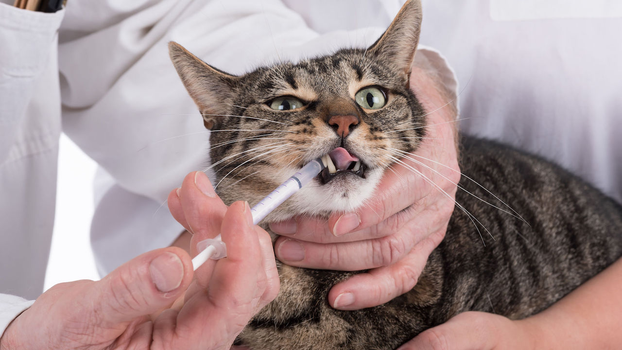 What Is The Best Way To Give Your Cat A Pill? Kitty Cats blog