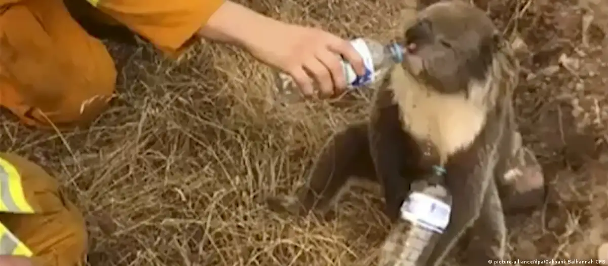 Foto yang sempat viral saat pesepeda berhenti sejenak untuk memberi minum kepada Koala yang terdampak pada kebakaran Australia 2020 (Photo: DW)