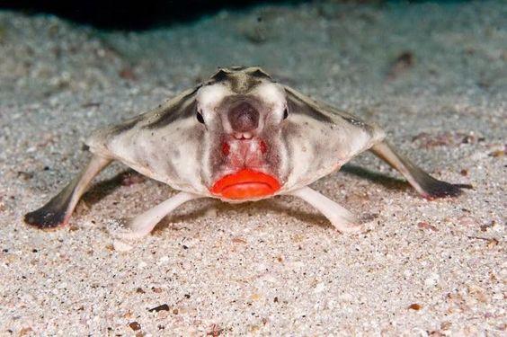 1. Red-lipped Batfish หรือ ปลาค้างคาวปากแดง 