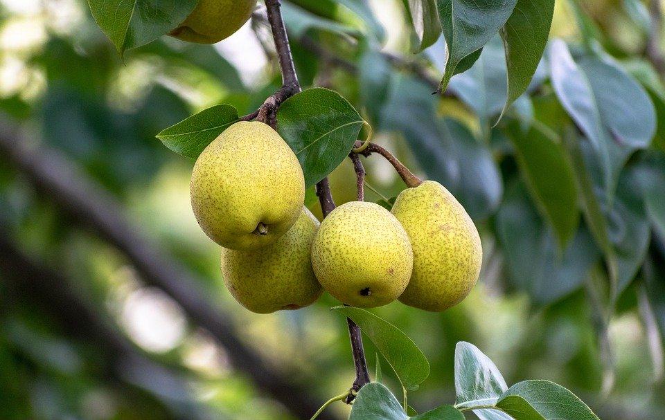 Pears, Fruits, Trees, Ripe, Harvest, Organic, Orchard