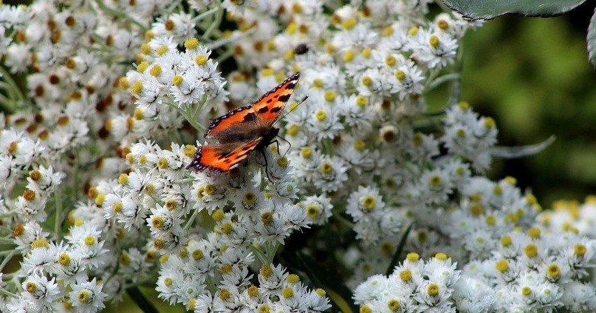 Fakta Bunga Edelweis - Saat mekar banyak dihinggapi serangga
