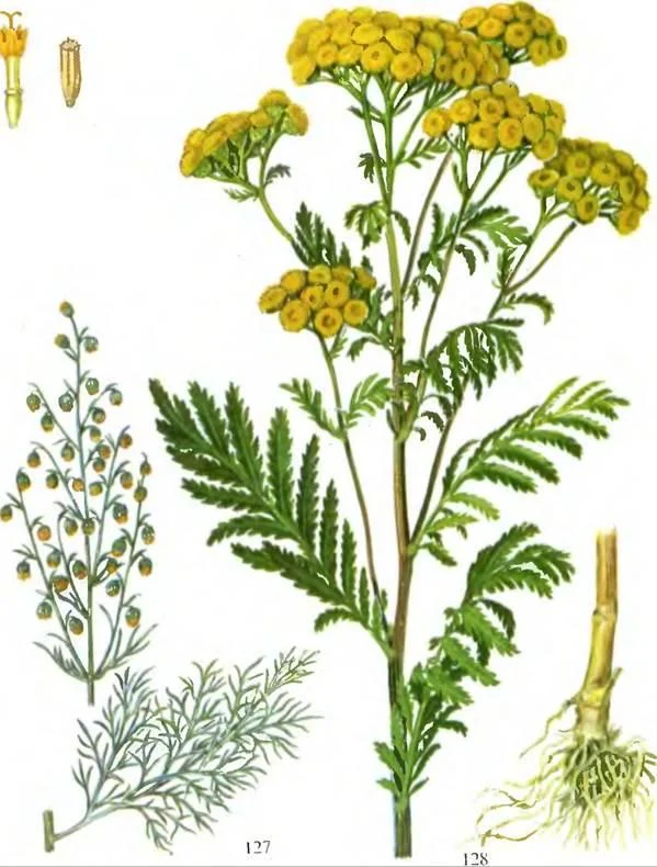 D:\0 wd yedek\acr yedek\1 film indirme\sovremennaya_fitoterapiya_dosyalar\image202.jpg