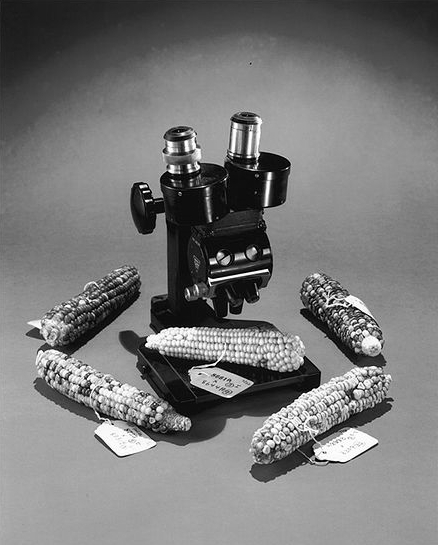Corn_and_microscope.jpg