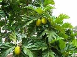 Image result for breadfruit tree