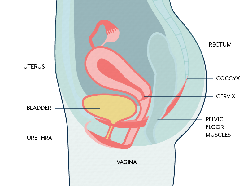 Organs and muscles of the pelvis in females