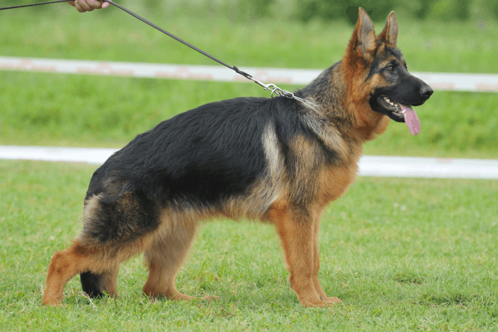Perro pastor alemán de pie