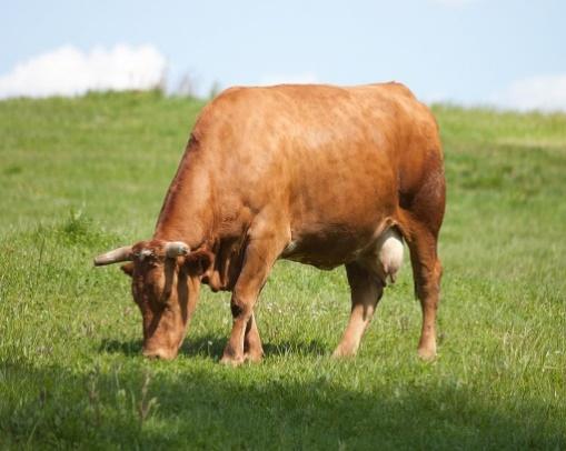 20100516 Vacas Vilarromarís, Oroso-8-1.jpg
