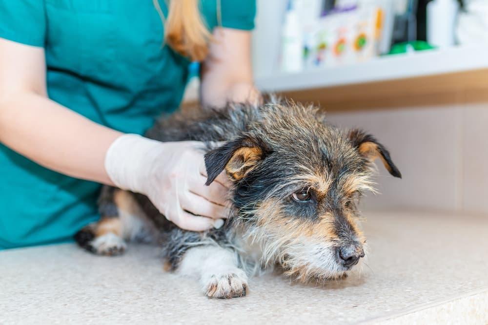 7 Signs of Diabetes in Dogs 