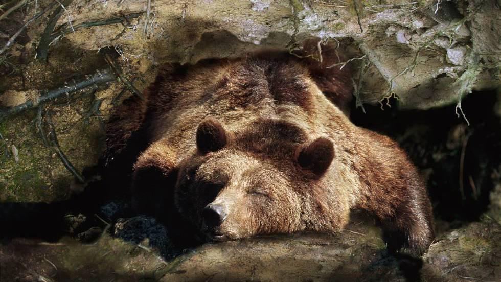 Resultado de imagen de OSOS HIBERNAN