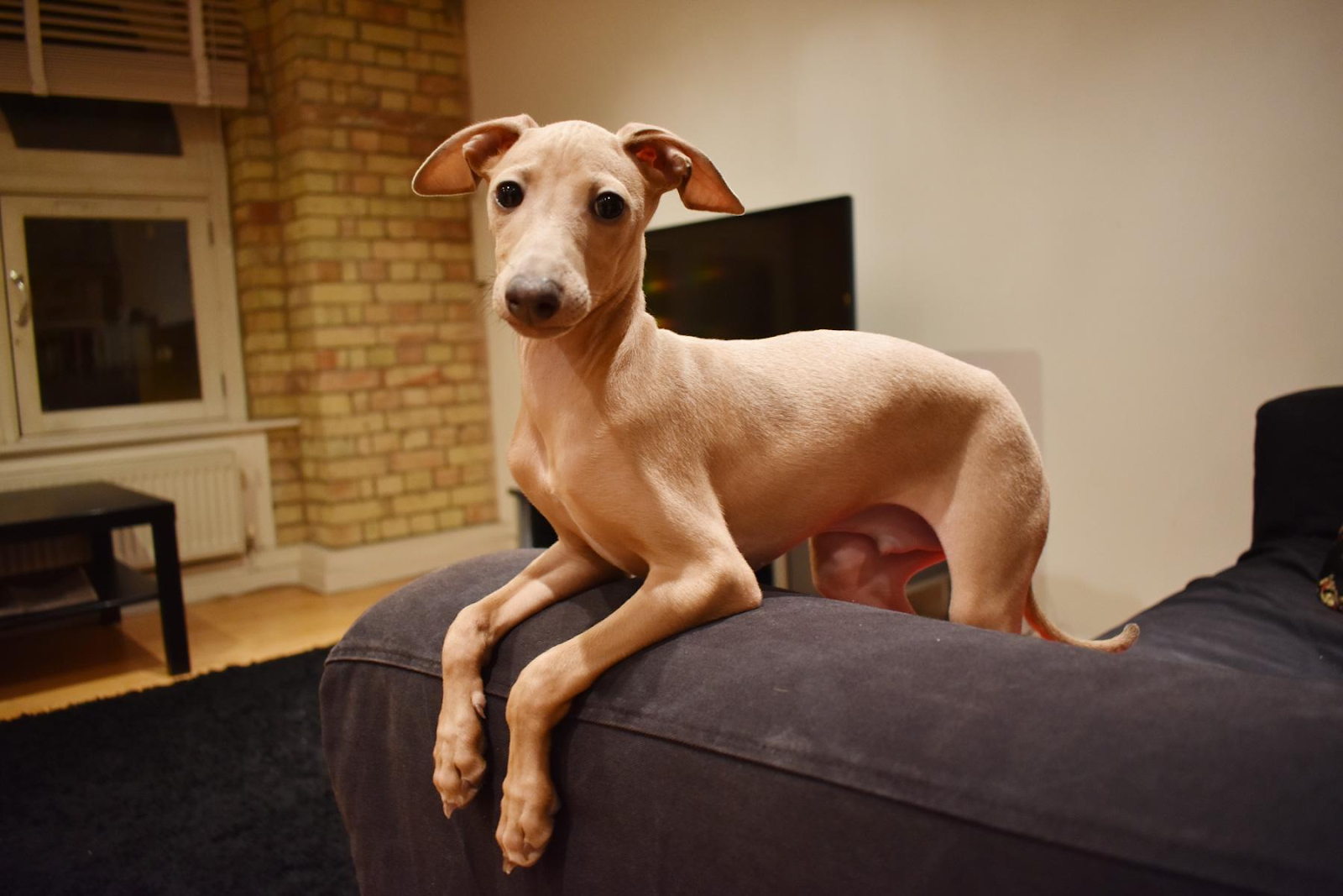 Italian Greyhound Borrowmydoggy Leaving Pawprints Of Happiness