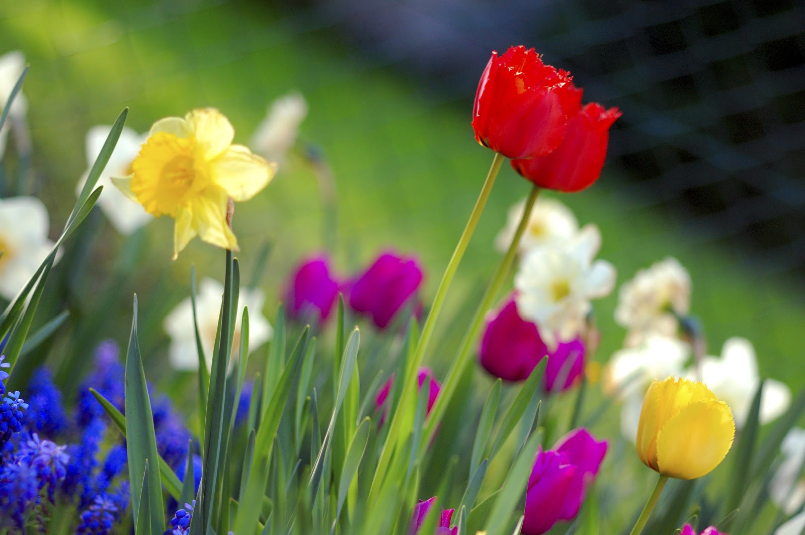 Colorful spring garden flowers