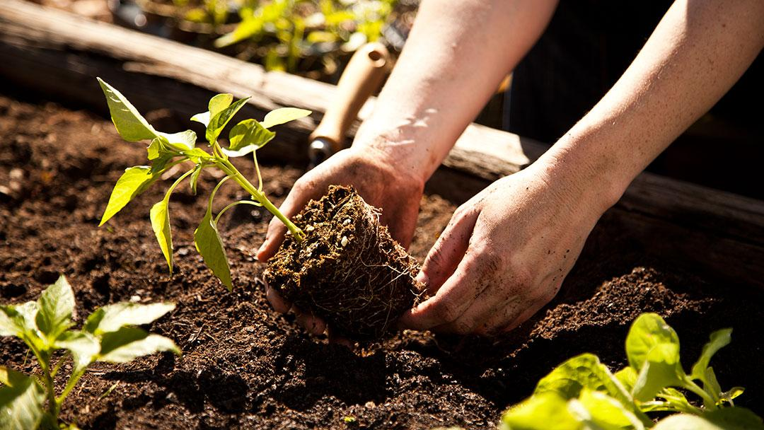 What other nutrients do pepper plants need