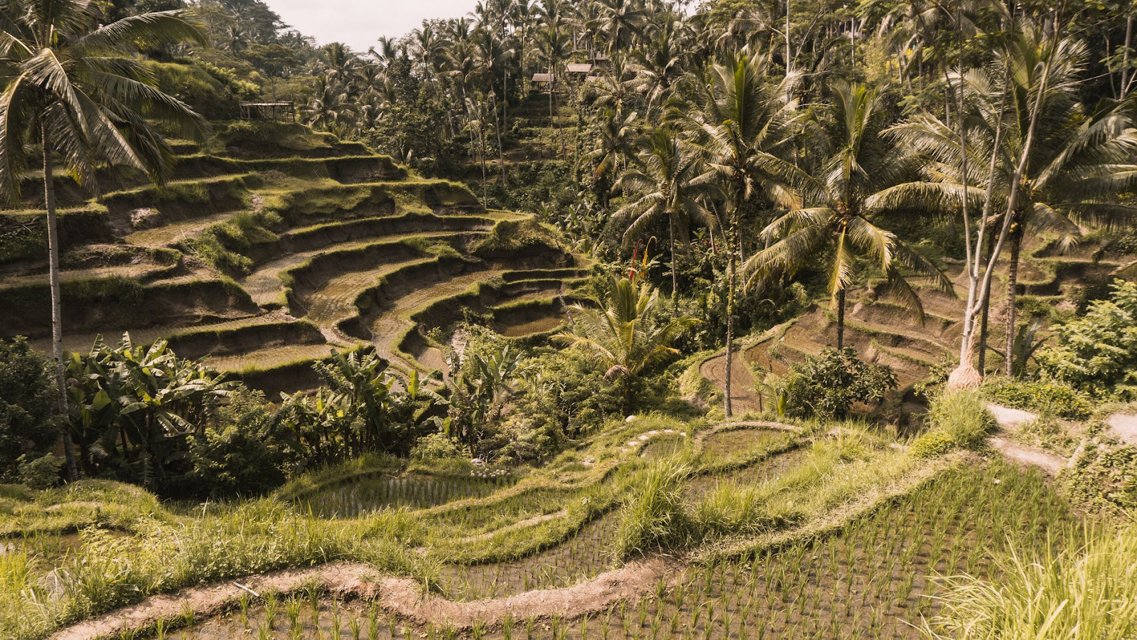 Sawah Tegallalang