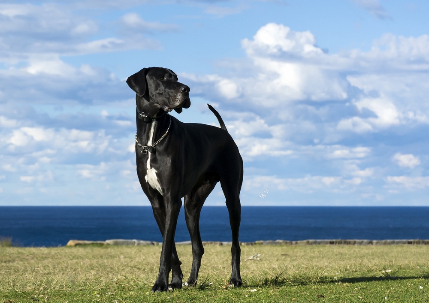What Age Do Dogs Stop Growing? 6 1vY vybhyrR6z asiPCcWhZPRVanxpieon8aKr9xH eIgqeJTCrA7l7Vjnf4SQsnyld35LzdZ81eMhy 8hQifC0Oc 9pw5oGQPuukZjaycxm851RgQ5JRMa5Gtb