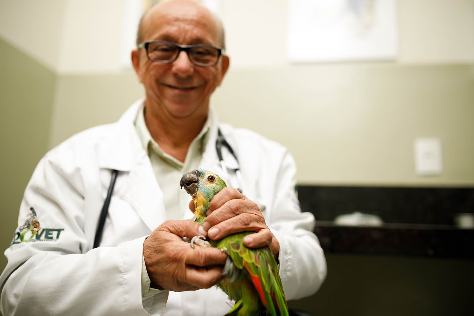 Médico na clínica realizando o atendimento veterinário de um papagaio