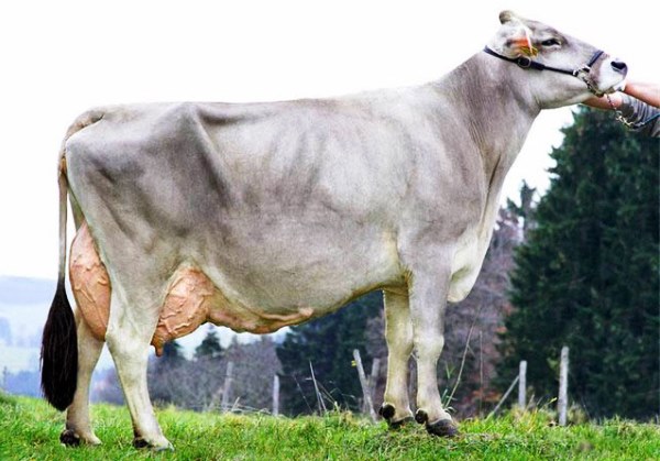 швицкая порода коров - хараткеристики, описание и фото мясного КРС