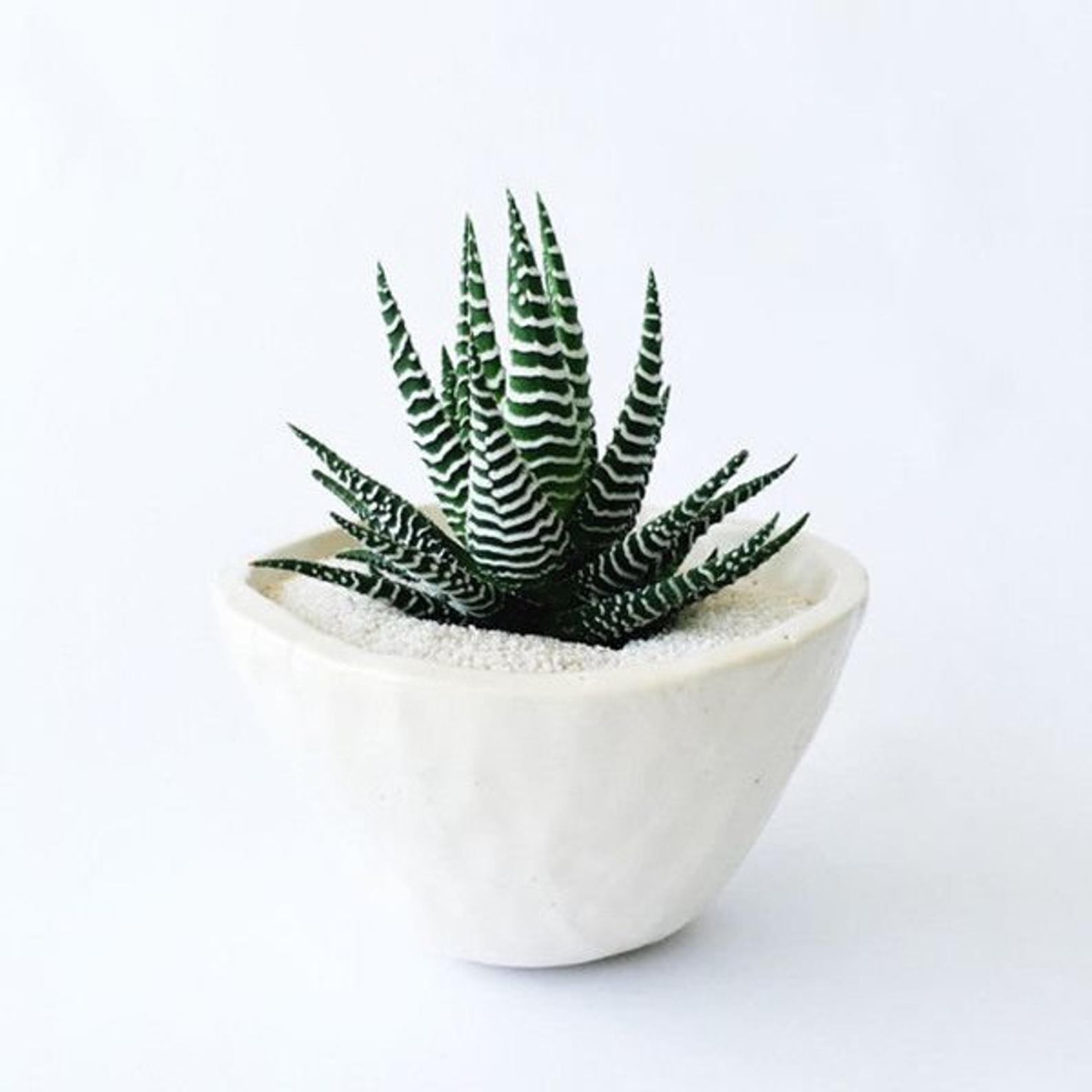 Zebra plant in white pot