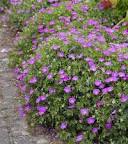 Image result for geranium sanguineum