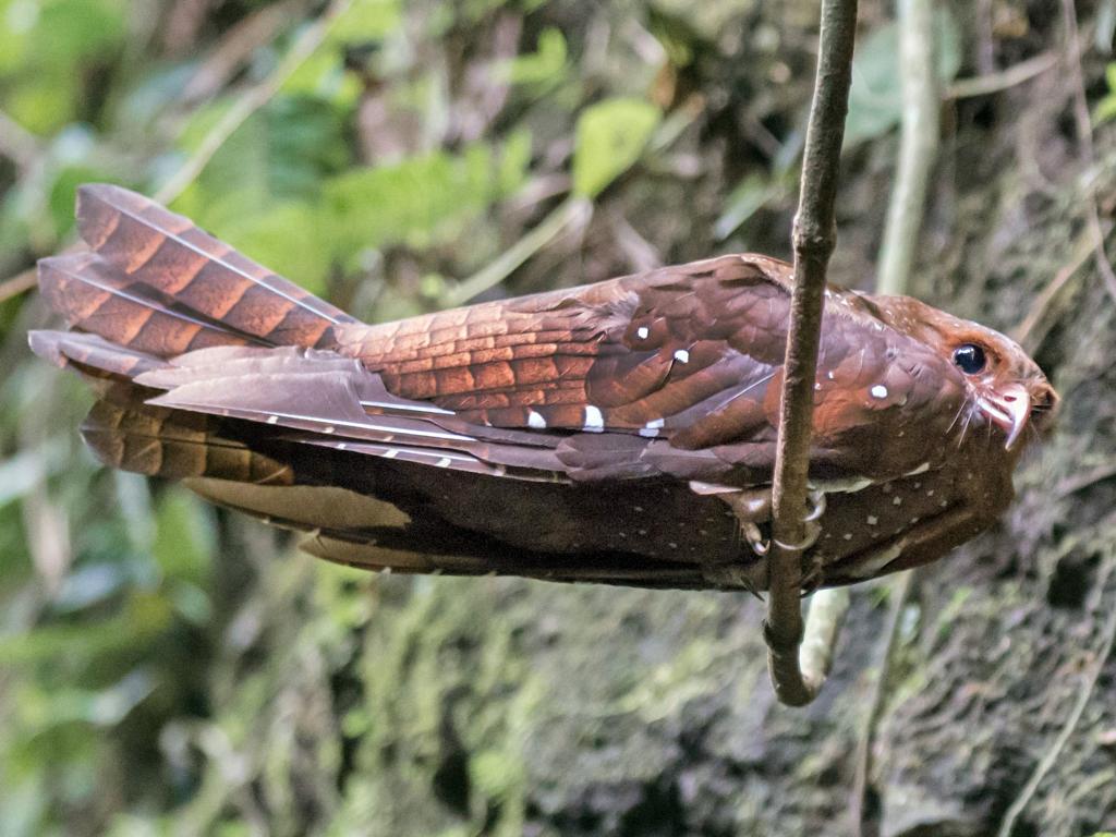 Guacharo or oilbird, bird that visits Monteverde 