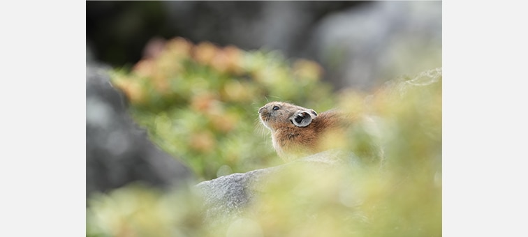 Image of a rabbit in focus