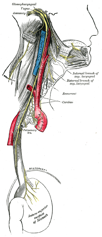 Illustration showing the expanse of the Glossopharyngeal Nerve