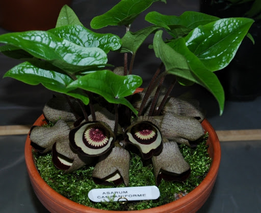 asarum