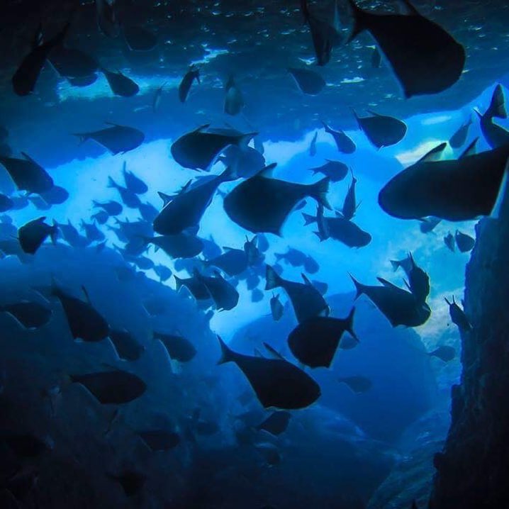 A school of fish in Mun Island