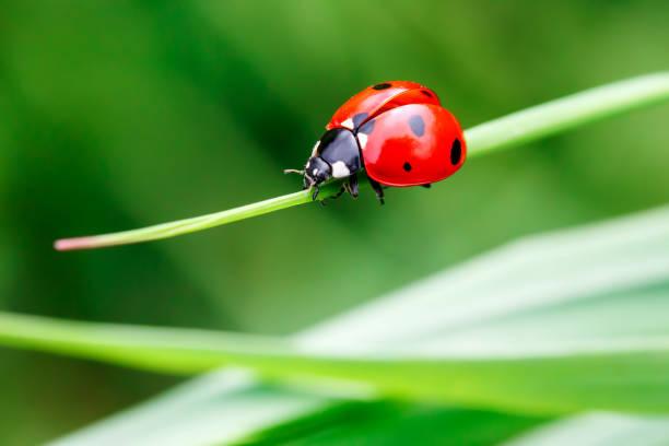 how to get rid of aphids on lettuce naturally