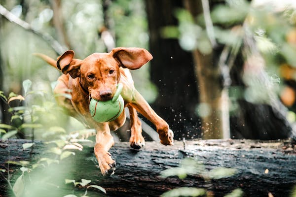 Agatha jumping over tree-trunk