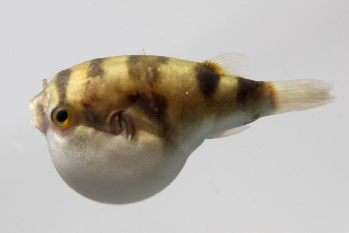 Amazon Puffer 101: Care, Diet, Tank Size, Tank Mates & More