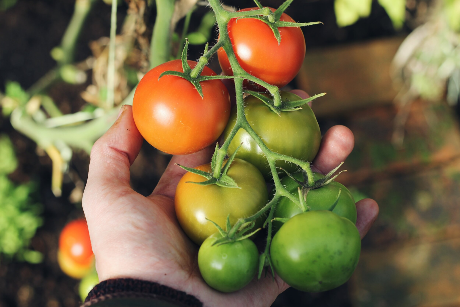 Late Harvesting