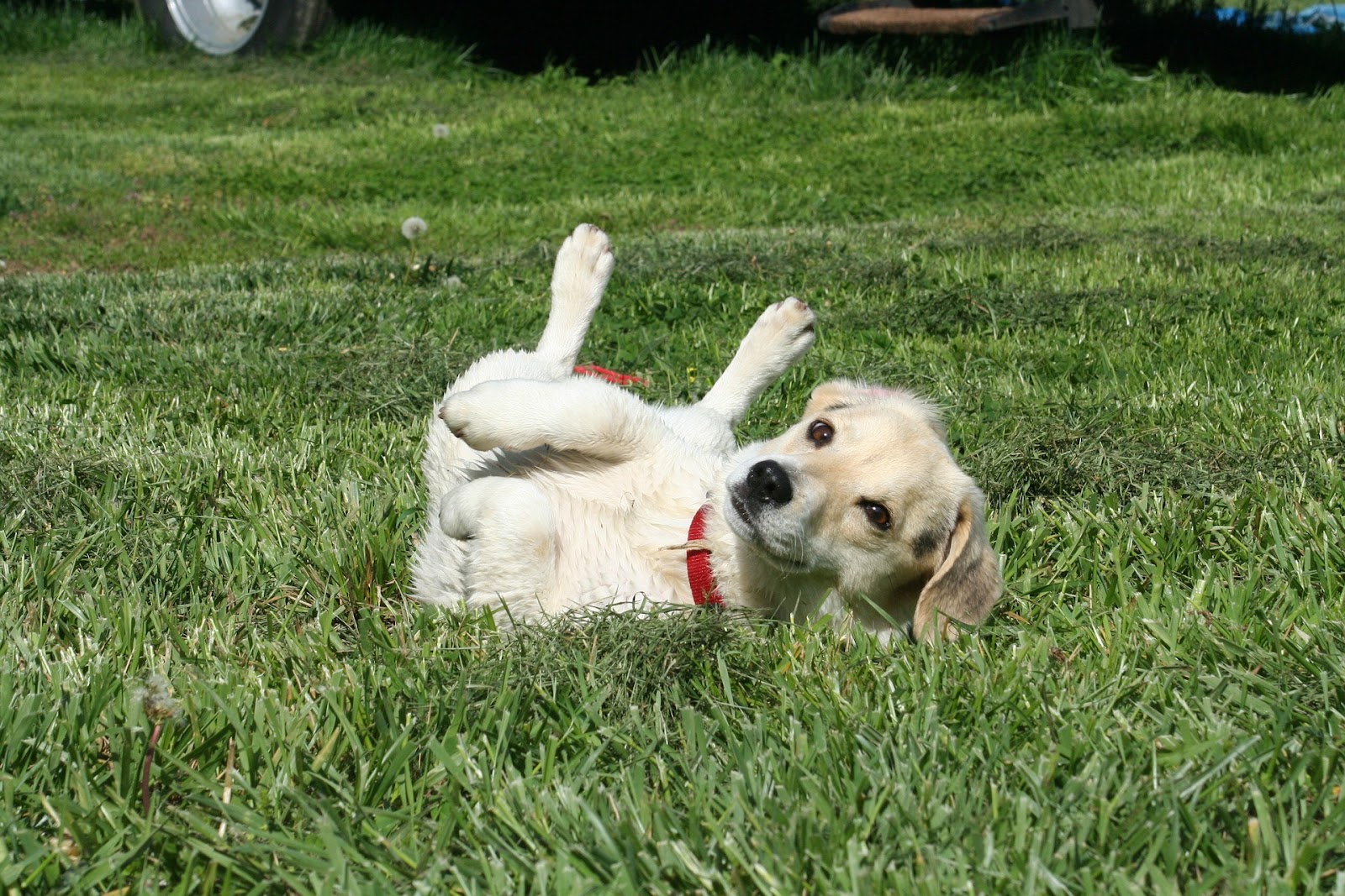 Why Do Dogs Roll On Their Backs and Wiggle? (2023) 7 Reasons 1