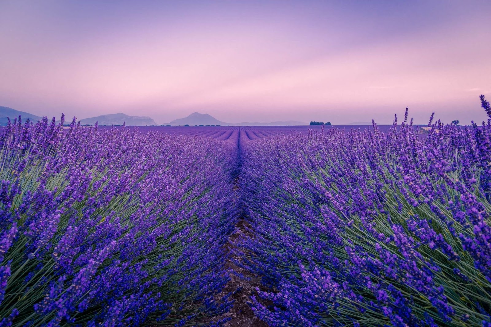 valensole, france, lavender field