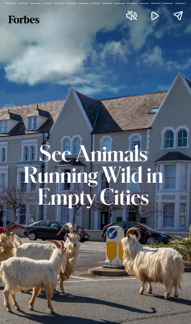 Web Stories: Web Story da forbes com imagem de carneiros em rua de cidade e escrita em inglês (Veja animais correndo de modo selvagem em cidades vazias)