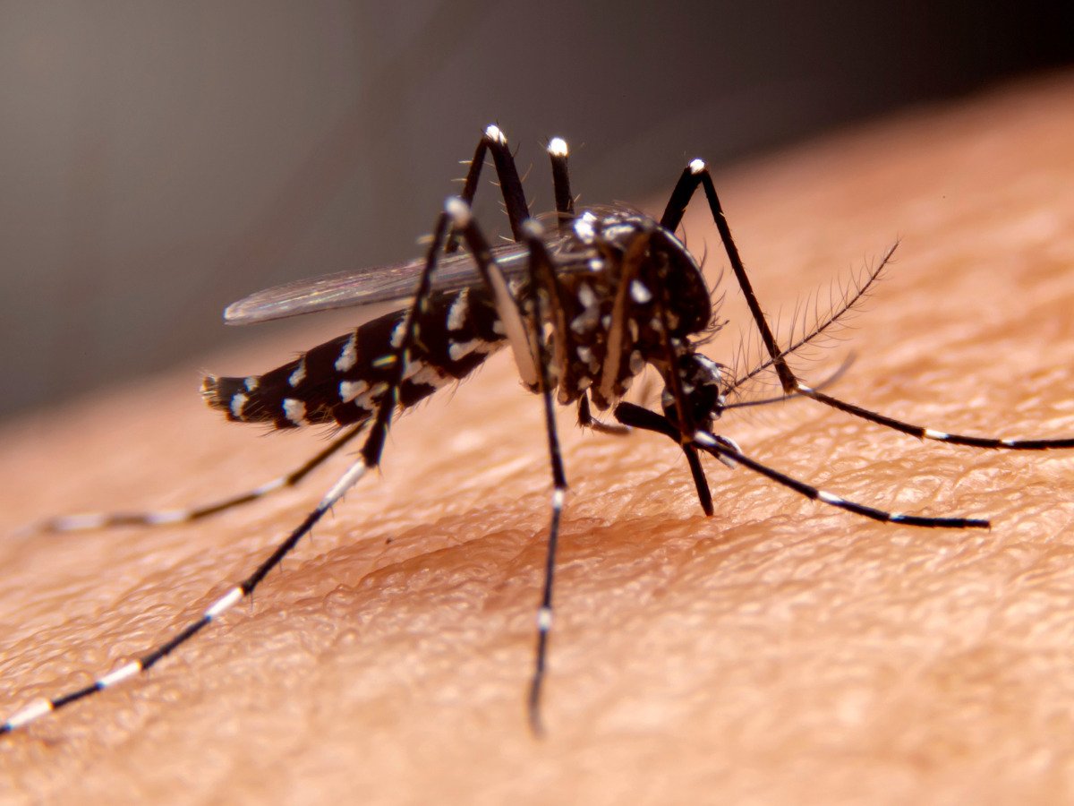 dengue mosquito - dengue prevention tips