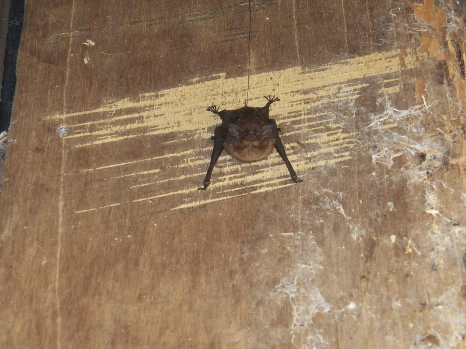 Lon-Nosed Bat, Nicuesa, Costa Rica