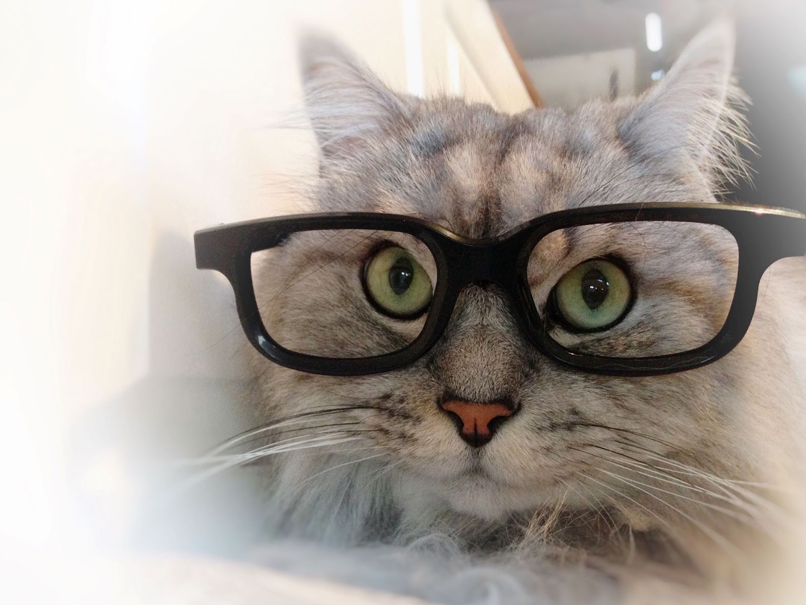 cat-in-glasses