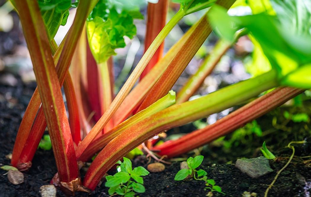 How to Harvest the Rhubarb Plant