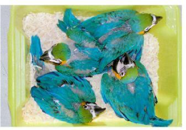 When neonates are raised together, as in the case of these blue-and-gold macaws (Ara ararauna), the risks of abnormal behavioral development are decreased (image courtesy Lorenzo Crosta in Speer: Current Therapy in Avian Medicine and Surgery).