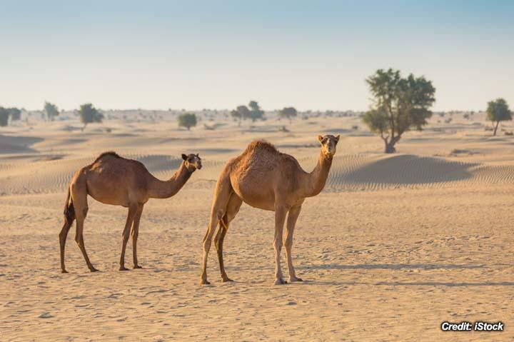 Dehydration in Camels 2.jpg