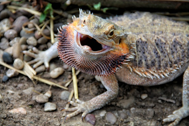 Are Bearded Dragons Aggressive