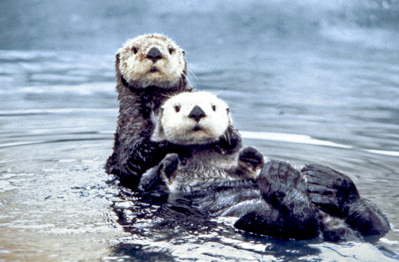 Sea otters in the Olympic