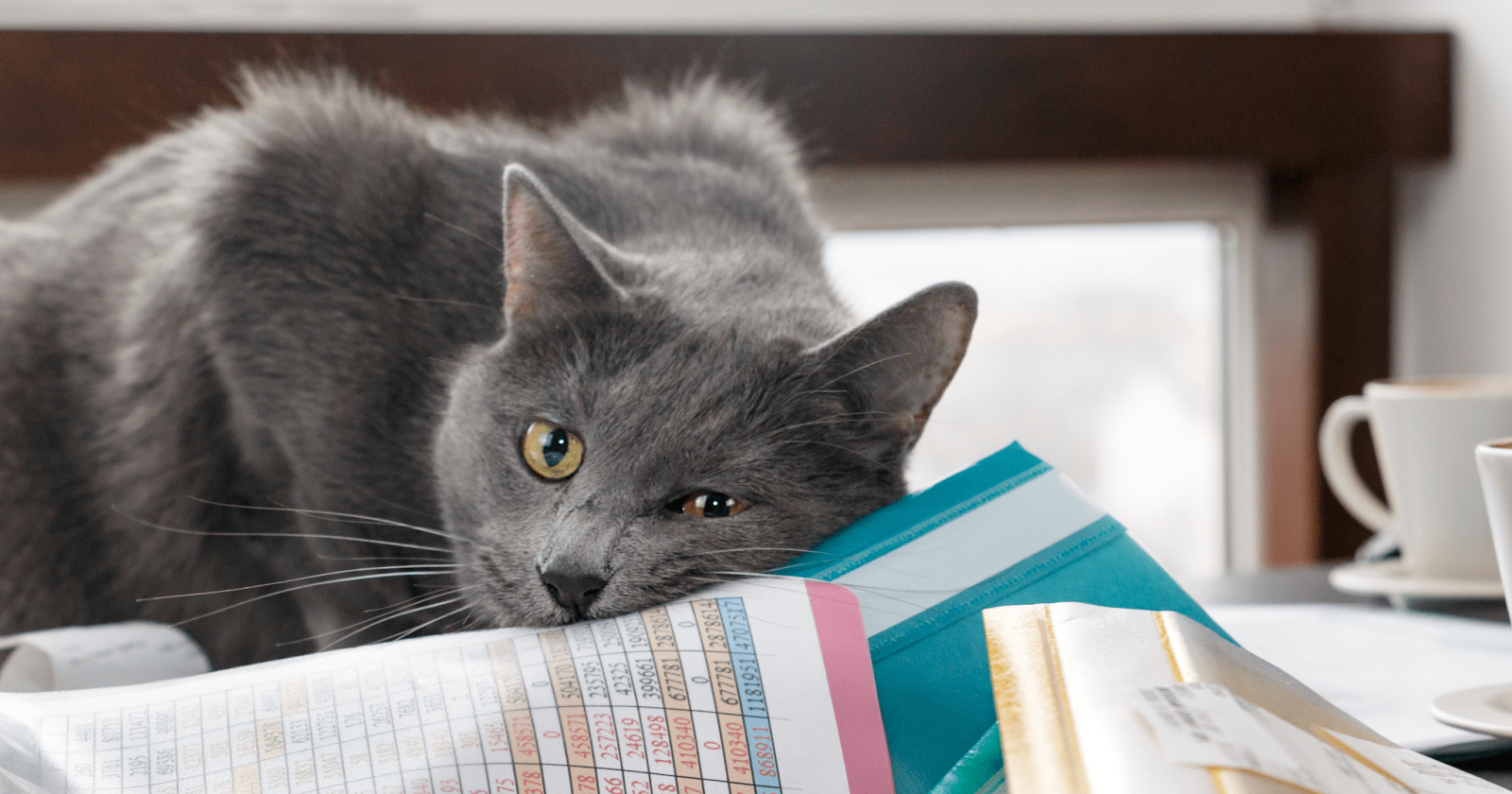 Grey cat laying on pile of papers