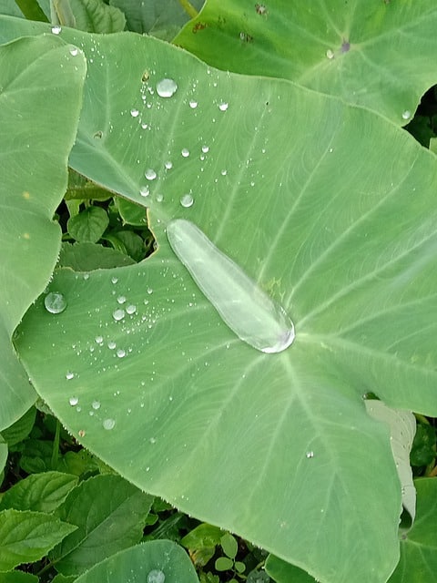 Colocasia