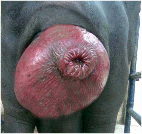 Prolapso cervico-vaginal en una búfala gestante de 6 meses.