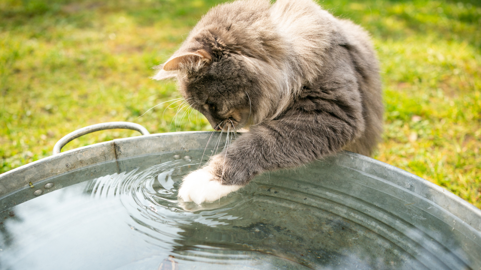Do cats like water?