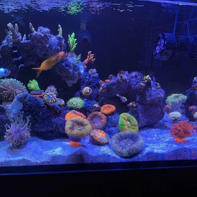 Using 3D Printing Technology to Create Aquarium Devices and Accessories